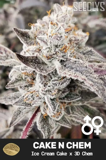 Cake N Chem Cannabis Seeds - Ice Cream Cake x 3D Chem - Seedlys USA