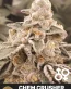 Chem Crusher Cannabis Seeds - Carbon Crusher x 3D Chem - Seedlys USA