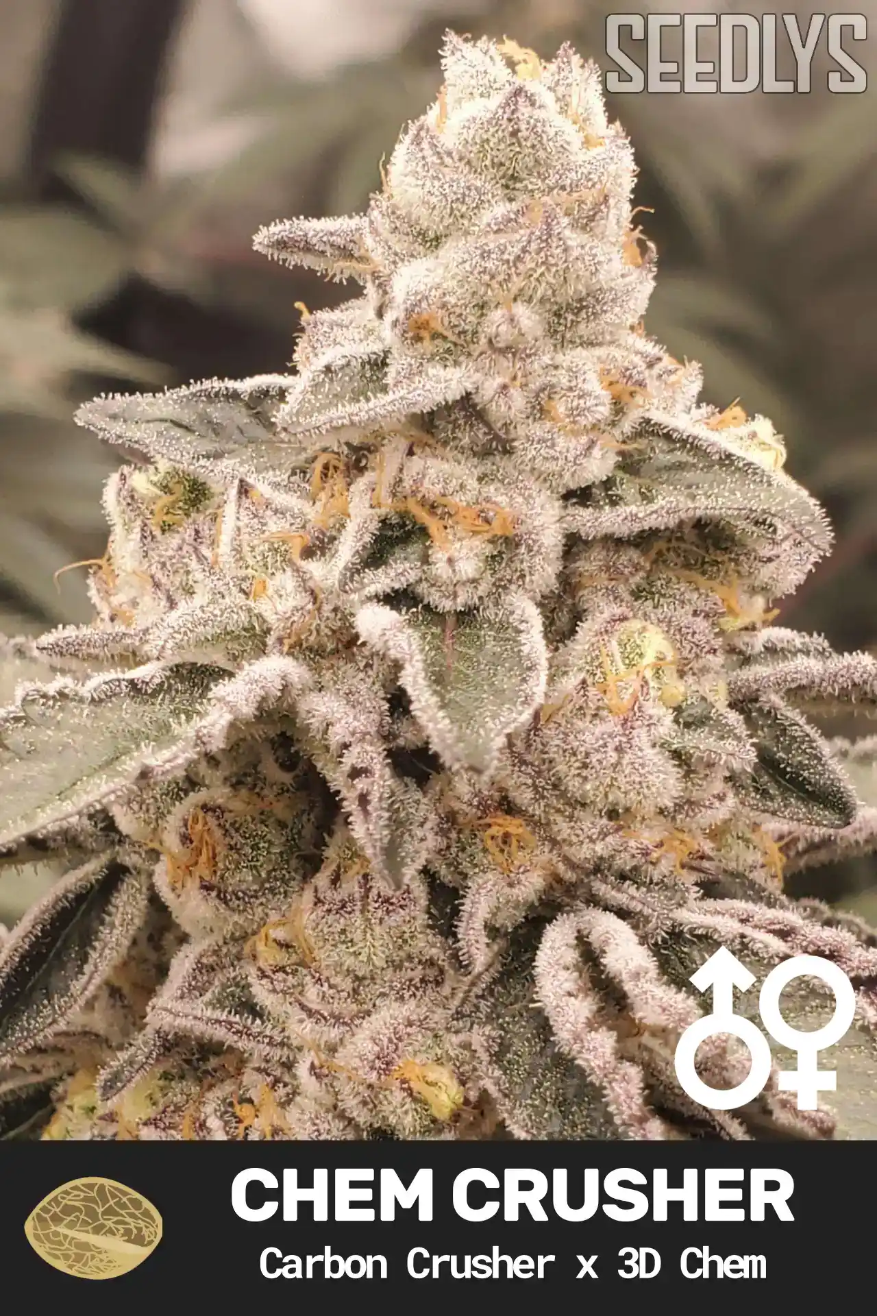 Chem Crusher Cannabis Seeds - Carbon Crusher x 3D Chem - Seedlys USA