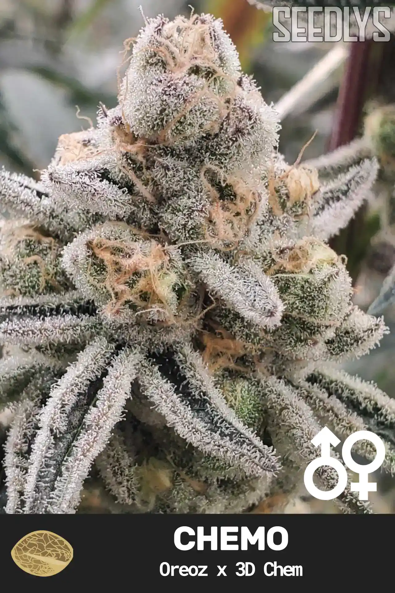 ChemO Cannabis Seeds - Oreoz x 3D Chem - Seedlys USA