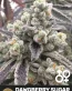 DawgBerry Sugar Cannabis Seeds - Blueberry Sugar x 3D Chem - Seedlys USA