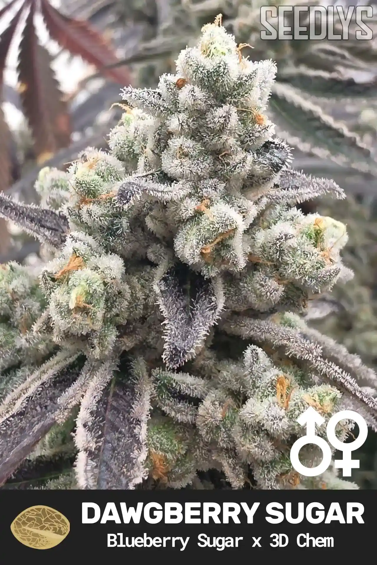 DawgBerry Sugar Cannabis Seeds - Blueberry Sugar x 3D Chem - Seedlys USA