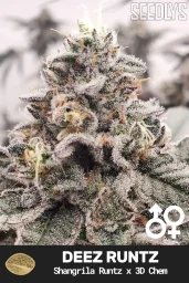 Deez Runtz Cannabis Seeds - Shangrila Runtz x 3D Chem - Seedlys USA