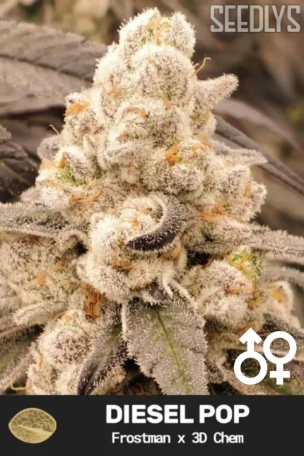 Diesel Pop Cannabis Seeds - Frostman x 3D Chem - Seedlys USA