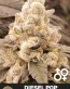 Diesel Pop Cannabis Seeds - Frostman x 3D Chem - Seedlys USA