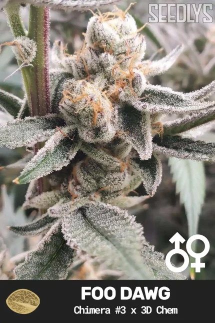 Foo Dawg Cannabis Seeds - Chimera #3 x 3D Chem - Seedlys USA