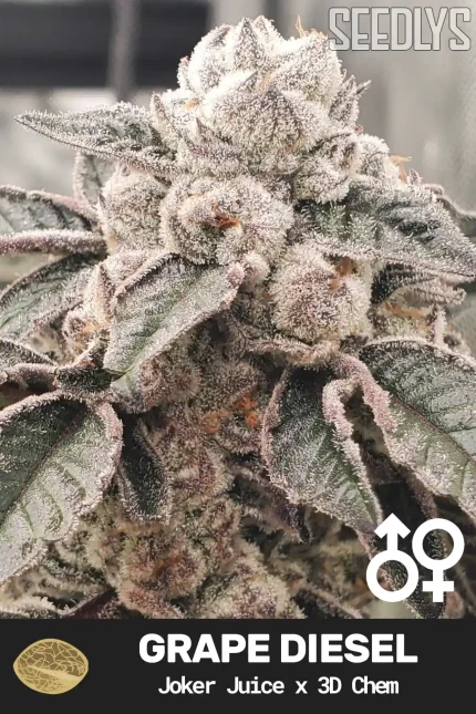 Grape Diesel Cannabis Seeds - Joker Juice x 3D Chem - Seedlys USA