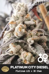 Platinum City Diesel Cannabis Seeds - Platinum LCG x 3D Chem - Seedlys USA