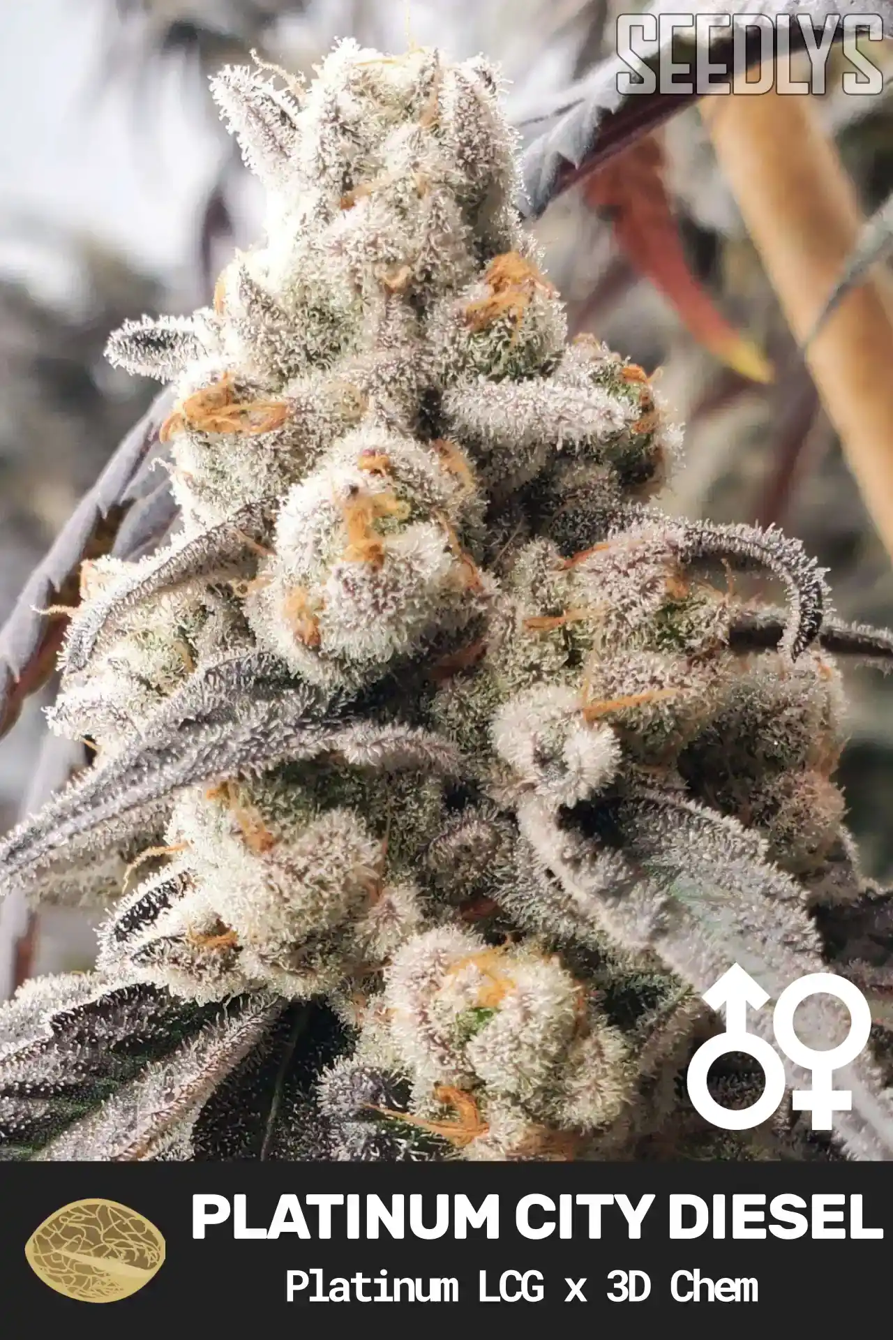 Platinum City Diesel Cannabis Seeds - Platinum LCG x 3D Chem - Seedlys USA