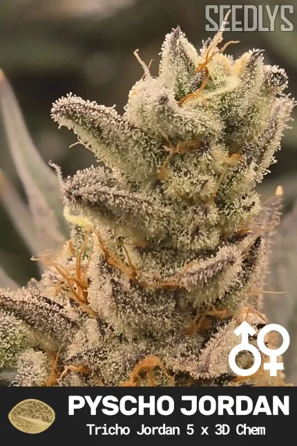 Pyscho Jordan Cannabis Seeds - Tricho Jordan 5 x 3D Chem - Seedlys USA