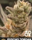 Pyscho Jordan Cannabis Seeds - Tricho Jordan 5 x 3D Chem - Seedlys USA