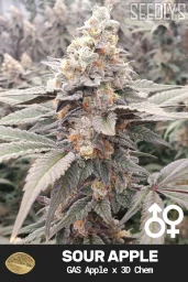 Sour Apple Cannabis Seeds - GAS Apple x 3D Chem - Seedlys USA