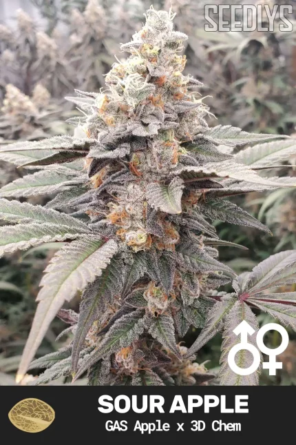 Sour Apple Cannabis Seeds - GAS Apple x 3D Chem - Seedlys USA