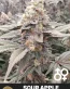 Sour Apple Cannabis Seeds - GAS Apple x 3D Chem - Seedlys USA
