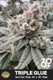 Triple Glue Cannabis Seeds - Gorilla Glue #4 x 3D Chem - Seedlys USA