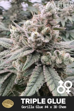 Triple Glue Cannabis Seeds - Gorilla Glue #4 x 3D Chem - Seedlys USA