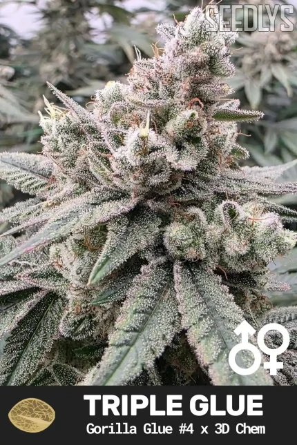Triple Glue Cannabis Seeds - Gorilla Glue #4 x 3D Chem - Seedlys USA