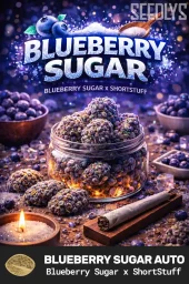 Blueberry Sugar Autoflower Seeds - Seedlys Seed Bank USA
