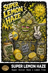 Super Lemon Haze Feminized Seeds - Super Silver Haze x Lemon Tree - Seedlys